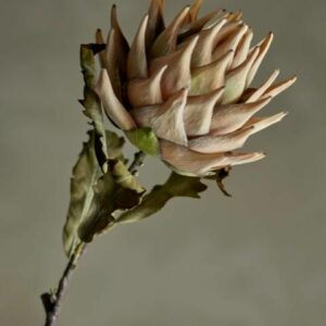 5711173332083-tige-fleur-artificielle---protea--nature