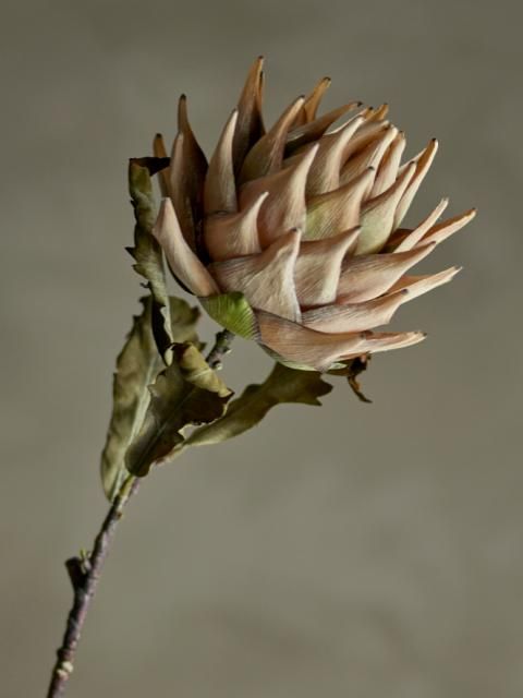 5711173332083-tige-fleur-artificielle---protea--nature