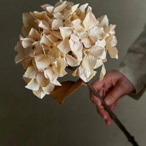 5711173332168-tige-fleur-artificielle---hydrangea---nature